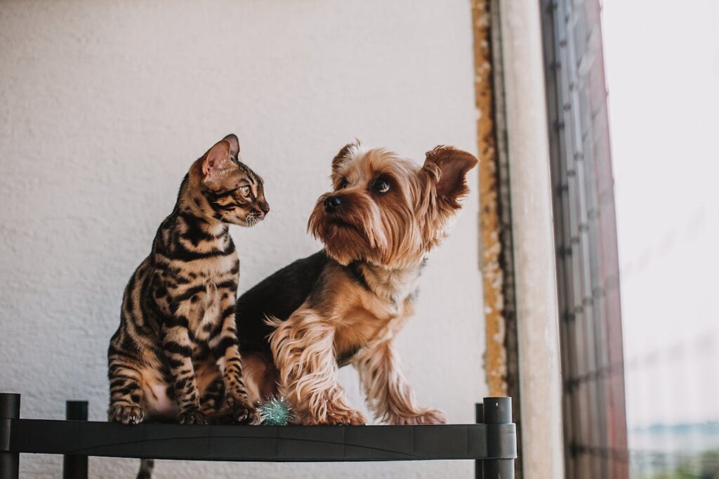 animale domestico psicologo bari