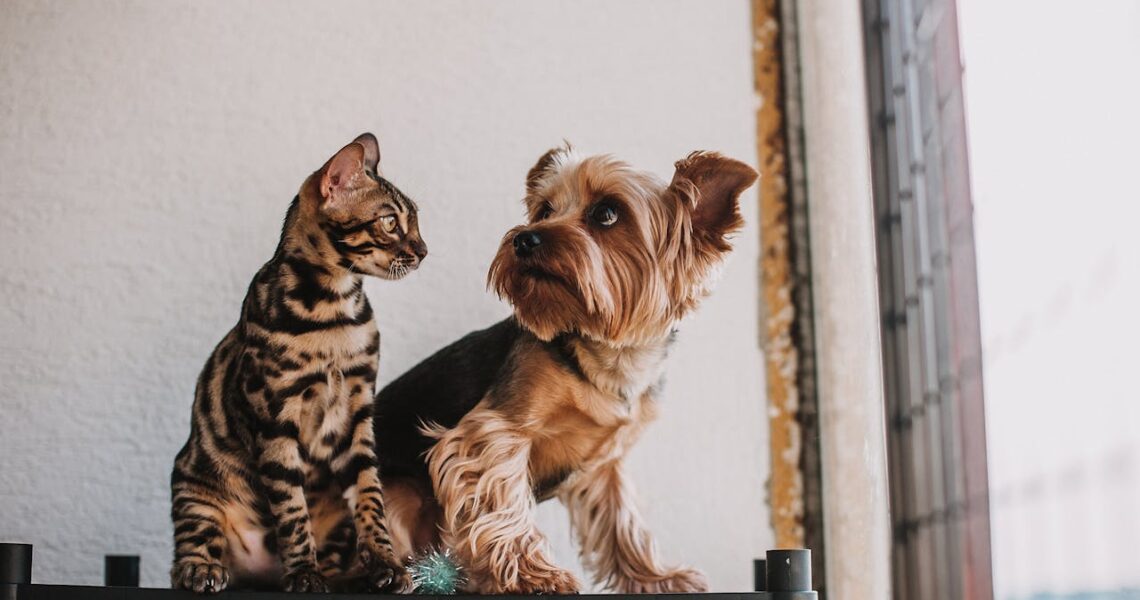 animale domestico psicologo bari